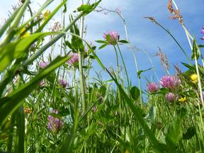 De meeste mensen zijn allergisch voor gras dat bloeit tussen mei en augustus (Bron:Jannes Wiersema).