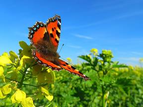 Vlinder in een bloemenveld (Bron: Jannes Wiersema)