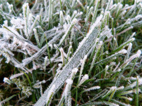 Bevroren gras door vorst (Bron: Jannes Wiersema)