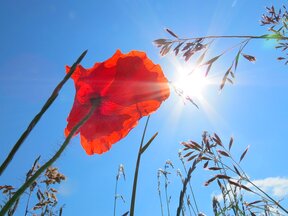 Een klaproos met een felle zon