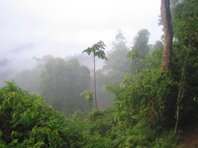 Tropisch bos