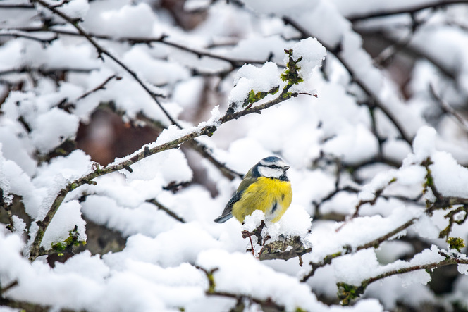 vogel in de sneeuw