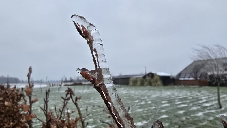 foto van ijzel op een tak in Roodeschool, Groningen