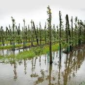 Extreme regenval kan schade veroorzaken aan oogsten.