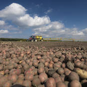 Het rooien van aardappels zal in 2050 later plaatsvinden dan nu.