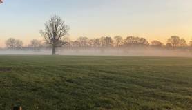 ochtendmist in rhijnauwen