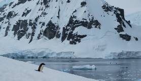 Pinguin op de besneeuwde kust van het Antarctisch Schiereiland