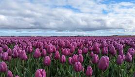 Veld met paarse tulpen onder een bewolkte lucht