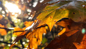 herfst, blaadje, oranje 