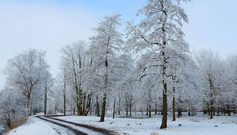 sneeuw in het bos