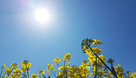 foto van strakblauwe lucht en zon boven een bloemenveld