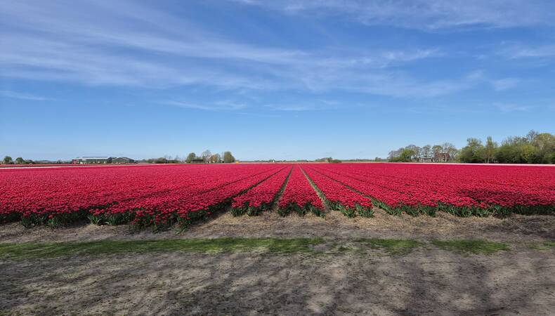 Bloemenvelden met heldere blauwe lucht 