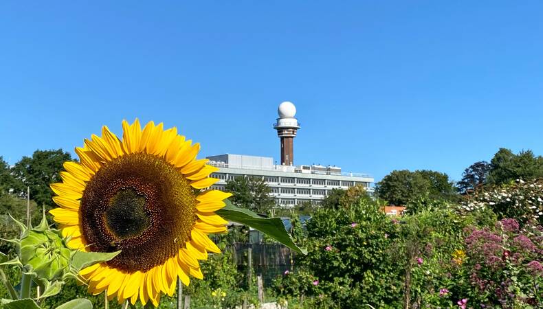 Zonnebloem met KNMI in de achtergrond
