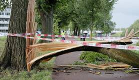 foto van een omgevallen boom die de weg blokkeert
