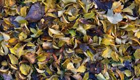 Herfstbladeren op de grond