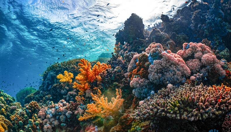 Onderwateropname koraalrif