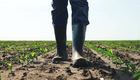 Man in laarzen op een akker met jonge mais