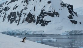 Pinguïn op Antarctica