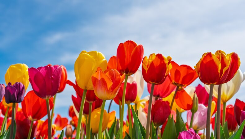 Kleurrijke tulpen onder een blauwe hemel