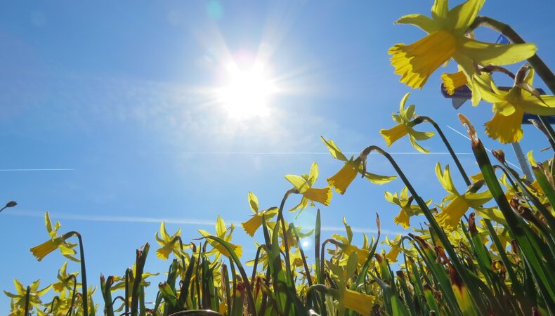 narcissen met een blauwe lucht met zon in maart