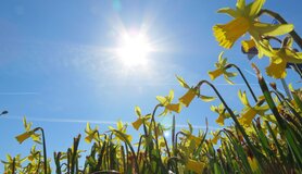 narcissen met een blauwe lucht met zon in maart