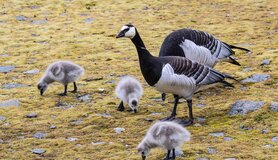 Ganzen met kuikens op de Arctische toendra