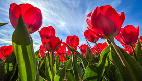 Rode tulpen onder een blauwe lucht