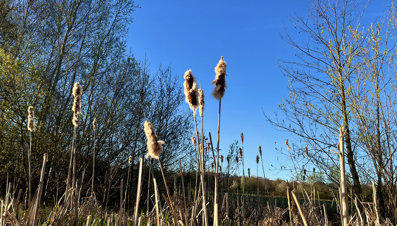 foto van droge bloemen en blauwe lucht in april