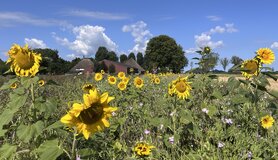 Zonnebloemen