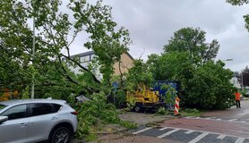 omgevallen boom tijdens zomerstorm Poly in juli 2023