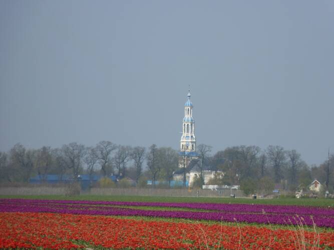 De tulpen bloeien in het noorden twee weken later dan vorig jaar (foto: Jannes Wiersema) 