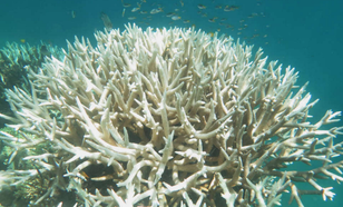 Verbleekt koraal (bron: www.iflscience.com)