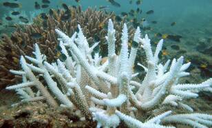 Verbleekt koraal (bron: wikimedia)