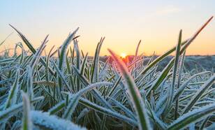foto van dauw op gras in de winter met opkomende zon