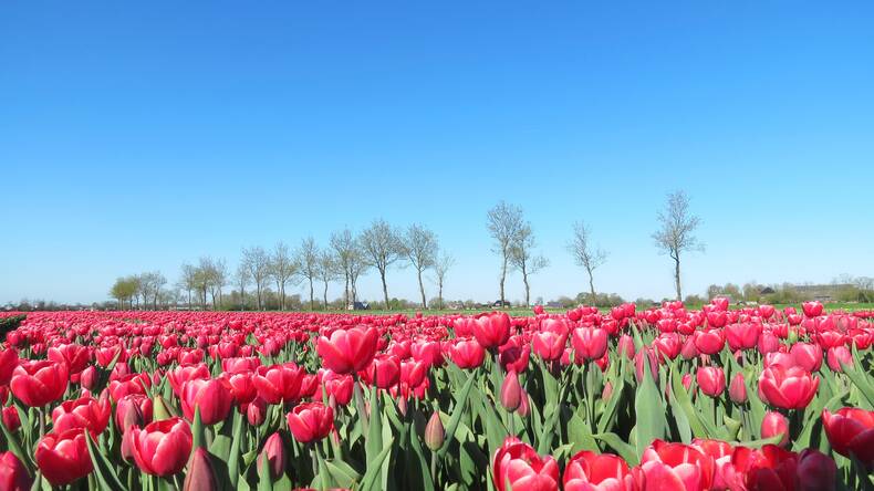foto van tulpenveld onder strakblauwe lucht