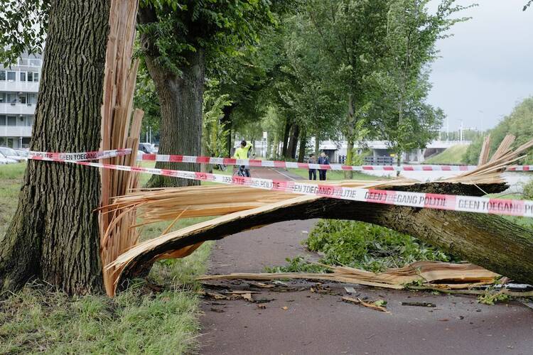 A photo of wind damage that caused a tree to fall over