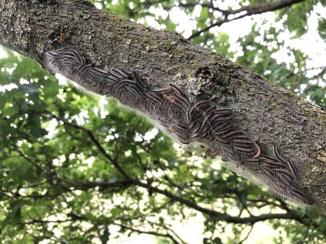 Begin nestvorming eikenprocessierups. Bron: Arnold van Vliet, https://www.naturetoday.com/