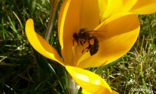 Ook de bijen vliegen weer, uniek zo vroeg in het jaar (foto: Jacob Kuiper, KNMI/WPI)