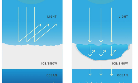 Figuur 2. Zee-ijsafsmelting leidt tot meer zonlicht in de oceaan en meer plankton. Bron: R. Bintanja.