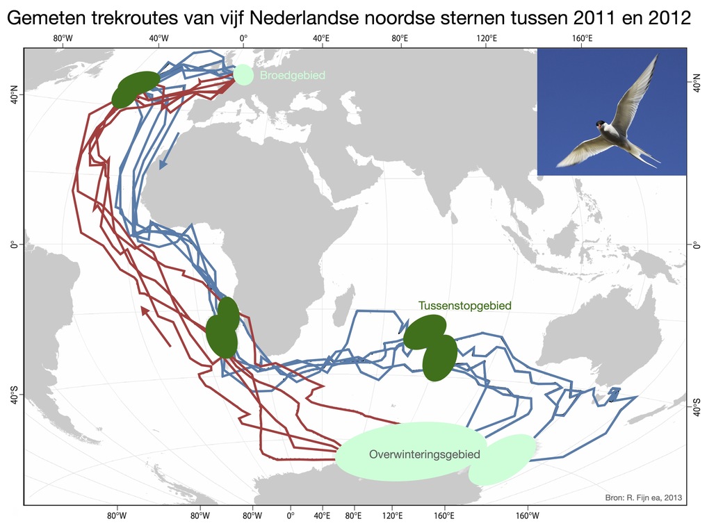 KNMI Nederlandse Trekvogel Heeft De Wind Tegen KNMI Nederlandse Trekvogel Heeft De Wind Tegen