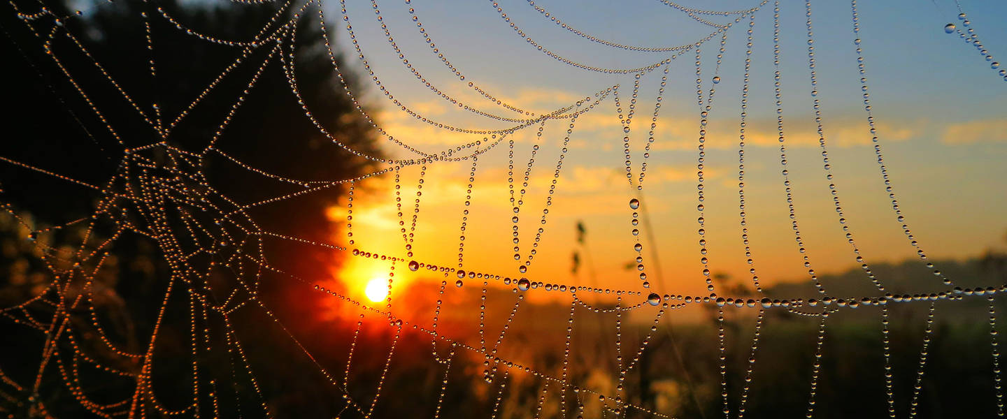 Zonsopkomst met spinnenweb