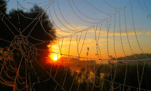 Zonsopkomst met spinnenweb