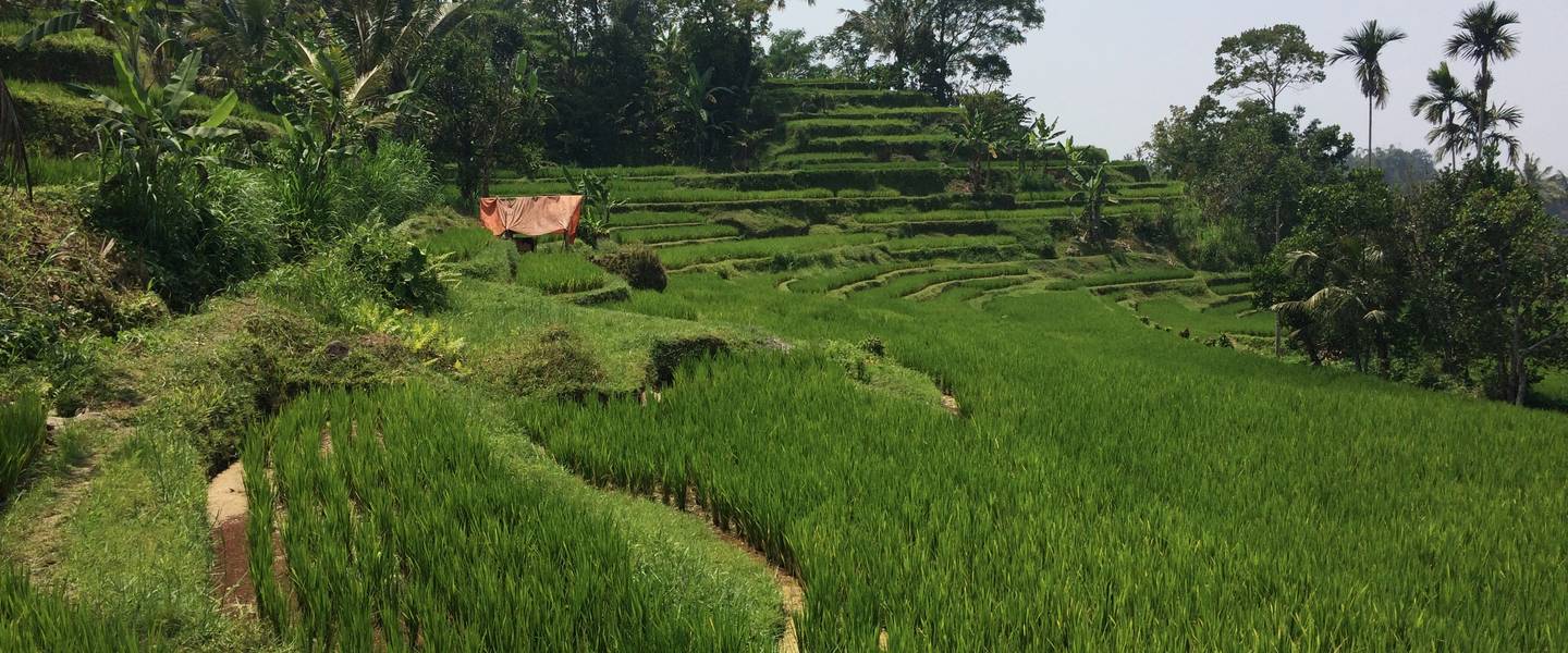 Rijstteelt op Bali