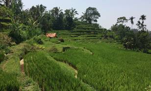 Rijstteelt op Bali
