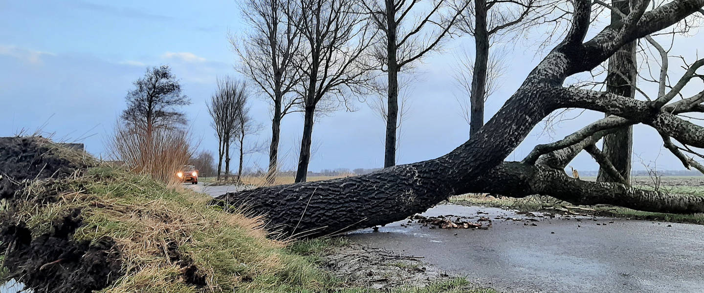 Omgevallen boom tijdens storm Eunice op 18 februari 2022
