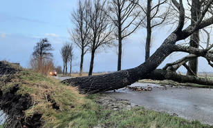 Omgevallen boom tijdens storm Eunice op 18 februari 2022