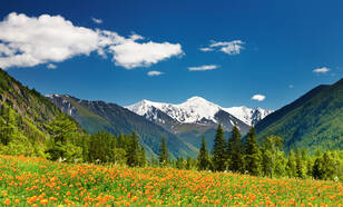 Alpenweide met bloemen met besneeuwde bergen op de achtergrond