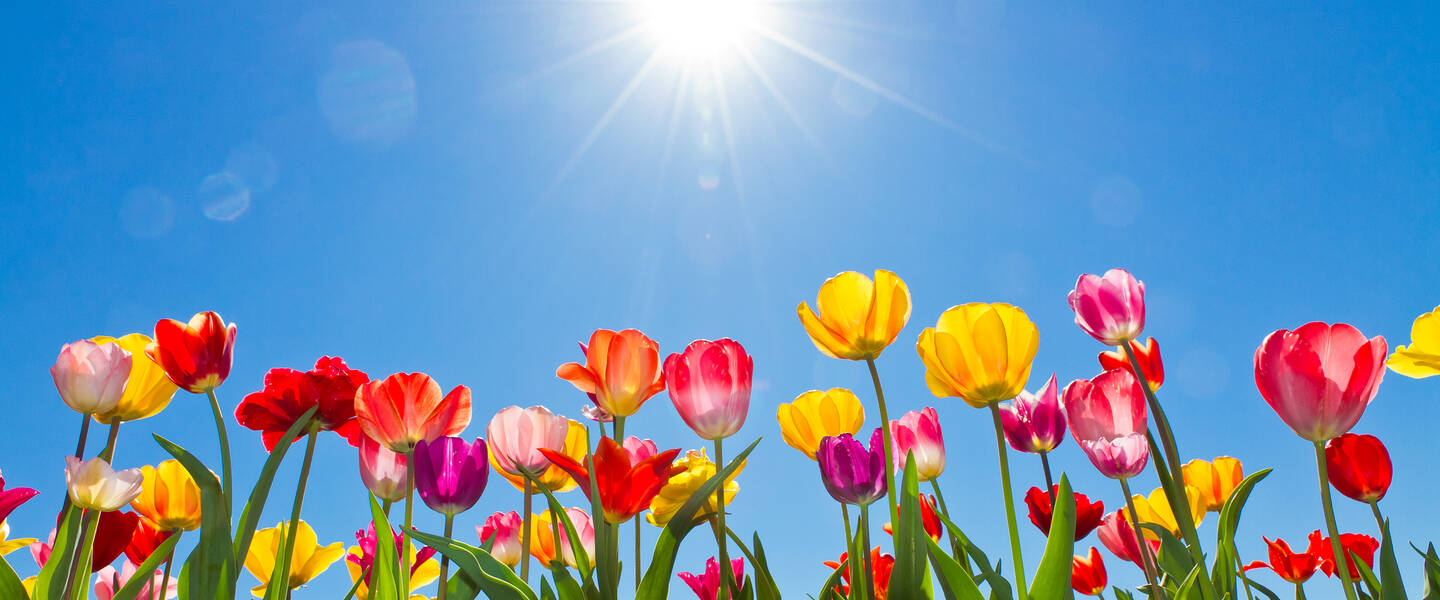 Zon in blauwe lucht boven kleurige tulpen
