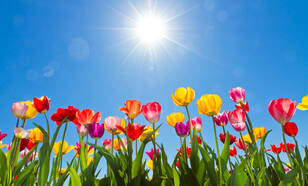 Zon in blauwe lucht boven kleurige tulpen