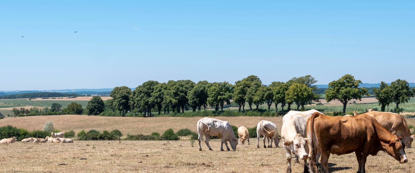 Koeien in een droog, Frans landschap